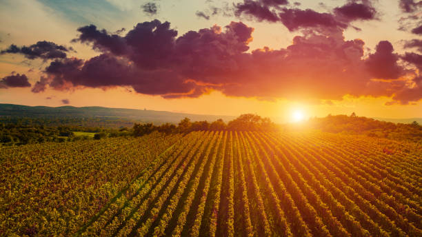 wineyard-diamond-sunset